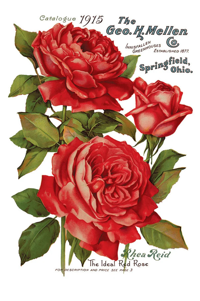 IOD EPHEMERAL MELANGE Decor Transfer 8 X 12 Transfer (Iron Orchid Designs)