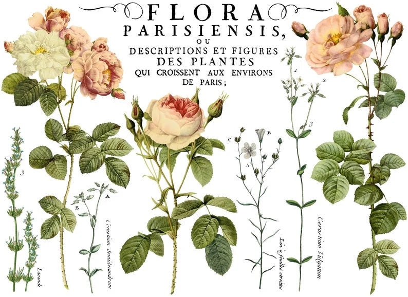 IOD FLORA PARISIENSIS Decor Transfer 12" X 16" Pad (Iron Orchid Designs)